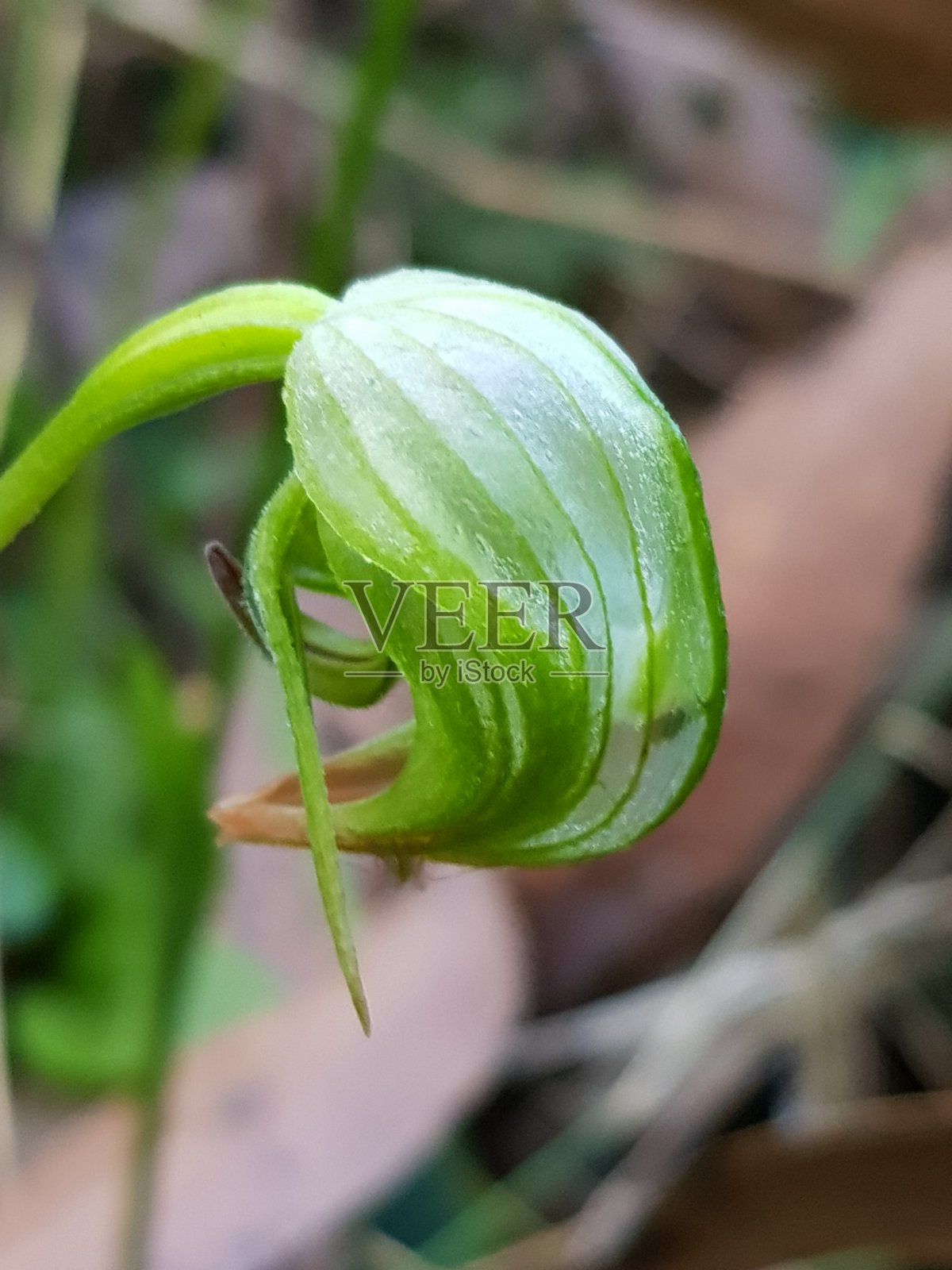 兰花照片摄影图片
