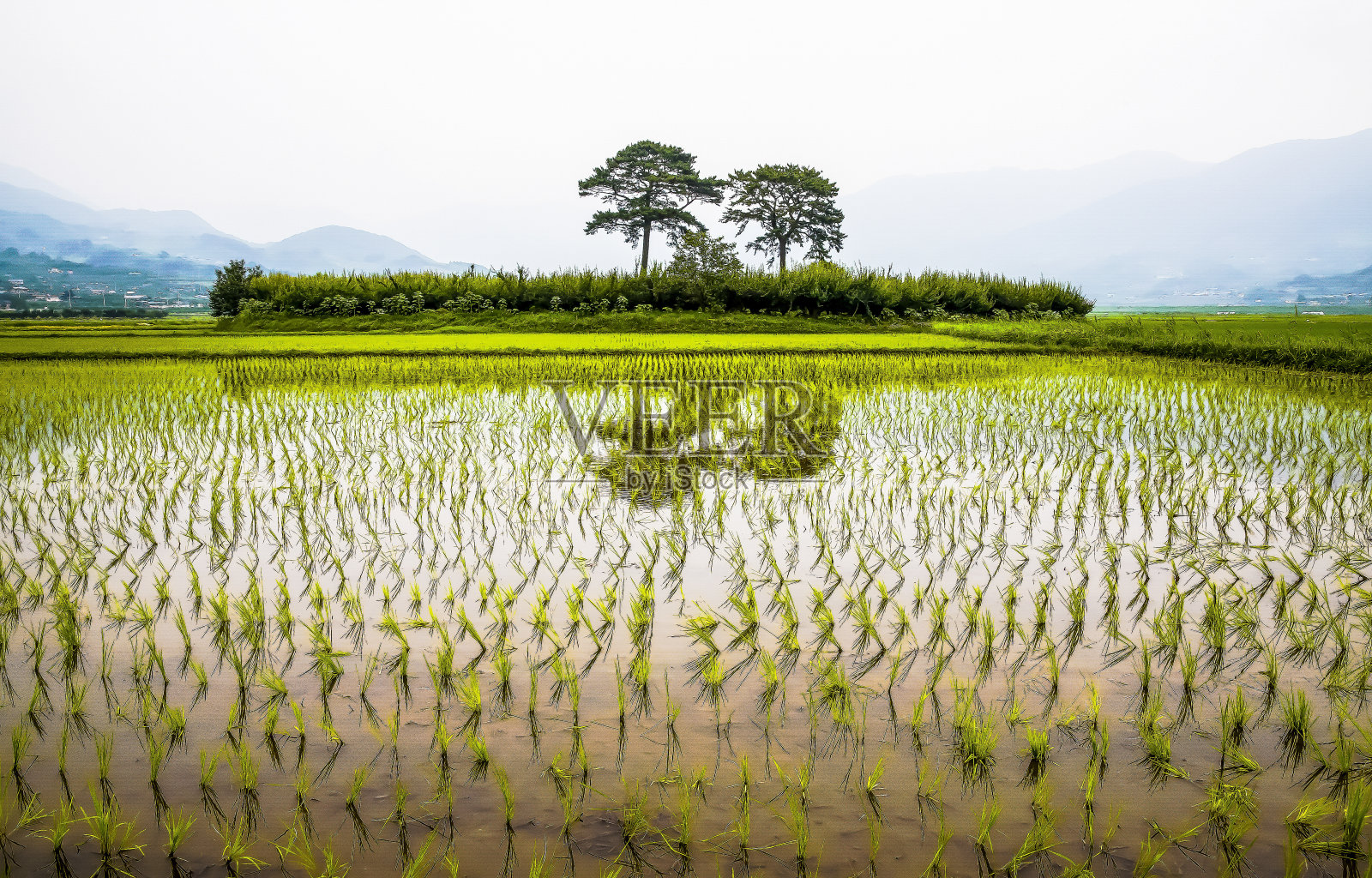稻田里种满了水的田园风光照片摄影图片
