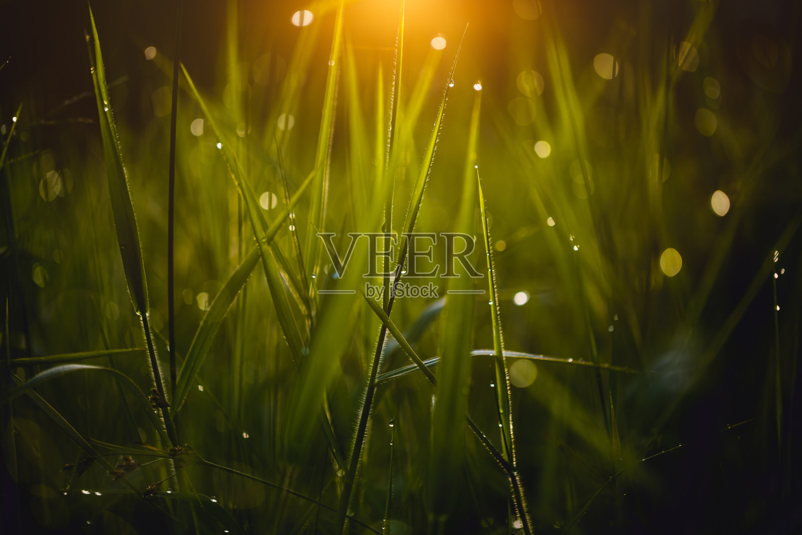 露珠落在草木绿叶的背景上照片摄影图片