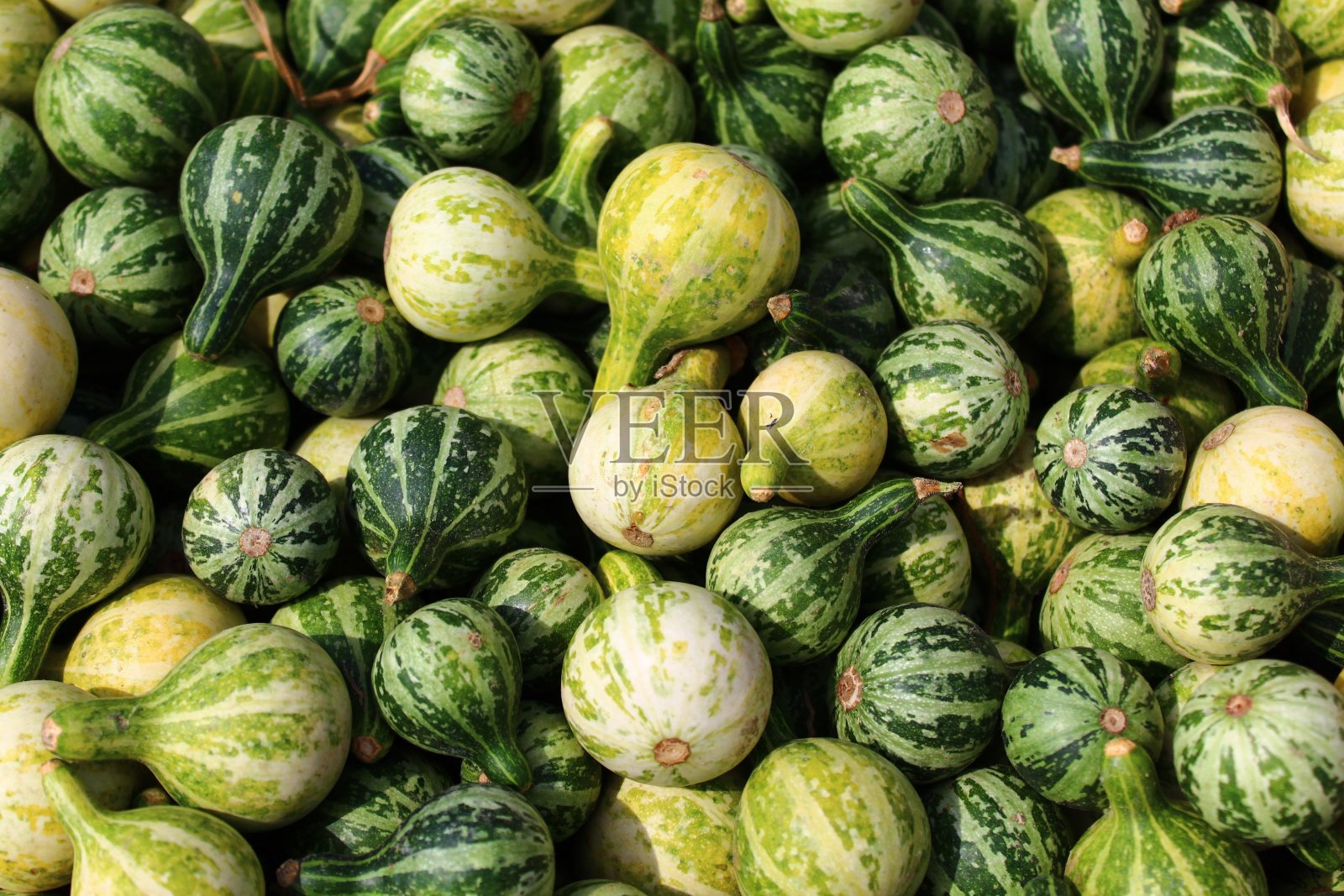 许多绿色的小南瓜照片摄影图片