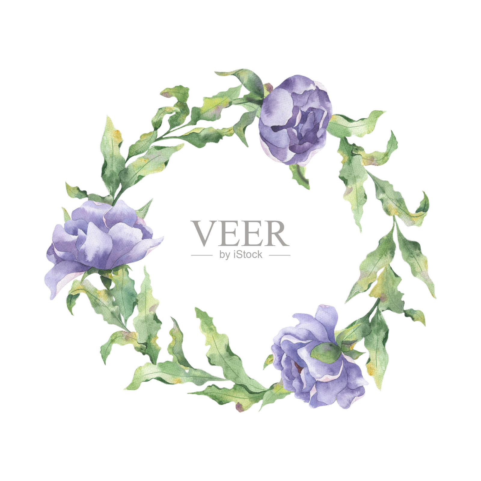 水彩圆形框架与现实的绿色树枝的叶子和牡丹花在白色的背景。插画图片素材