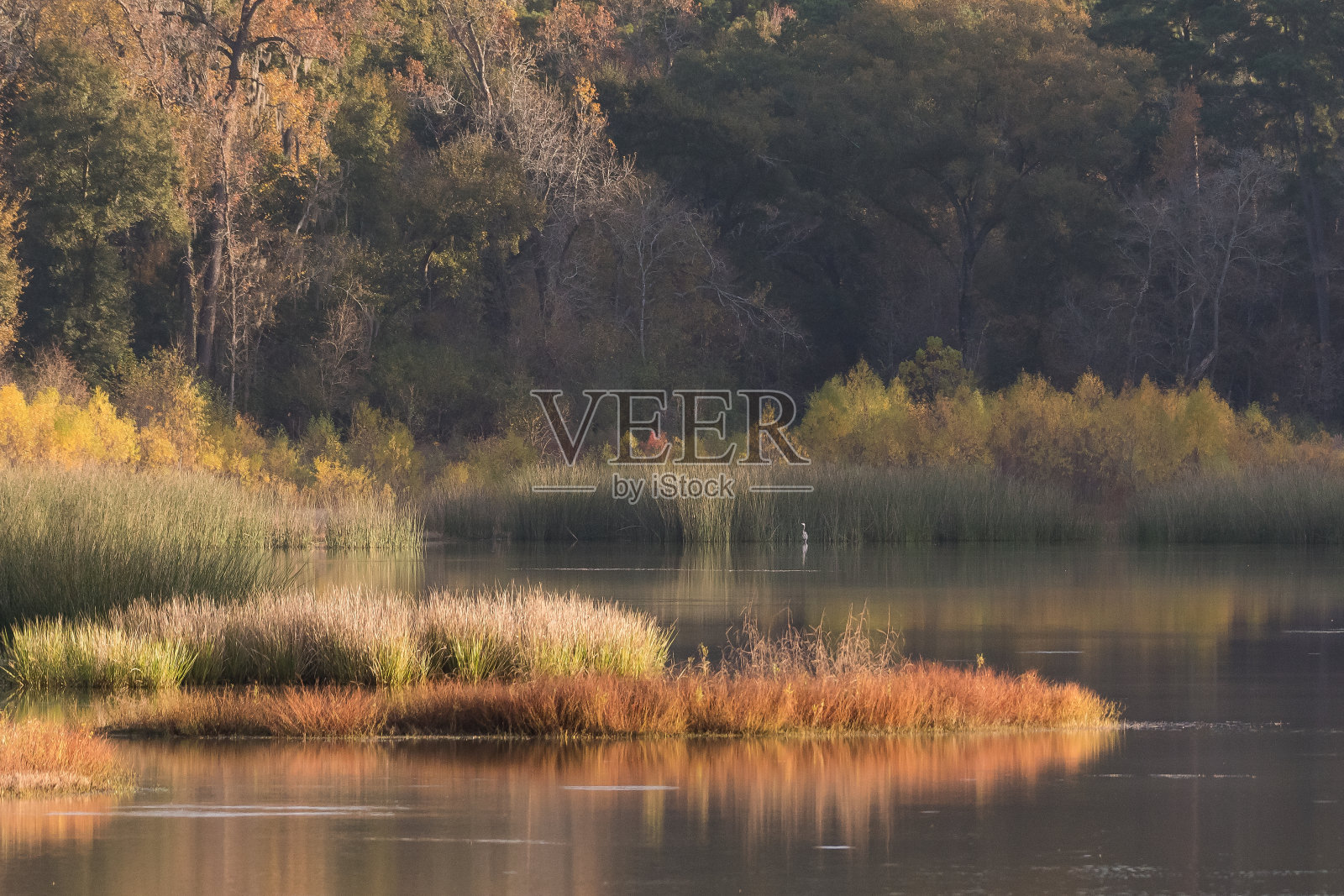 清晨在池塘边。照片摄影图片