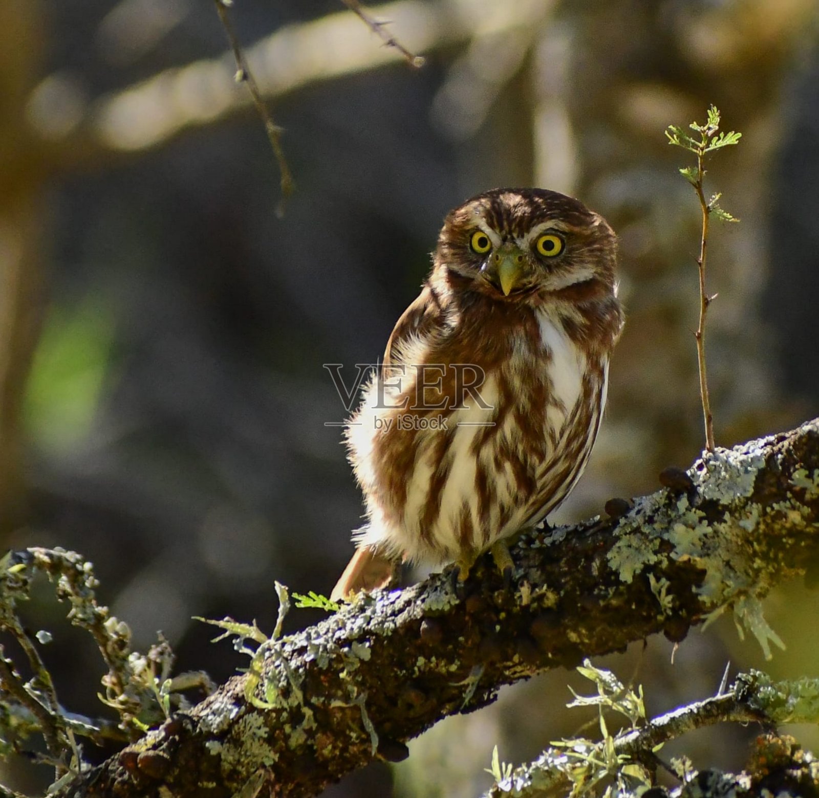 大自然中生命的精华照片摄影图片