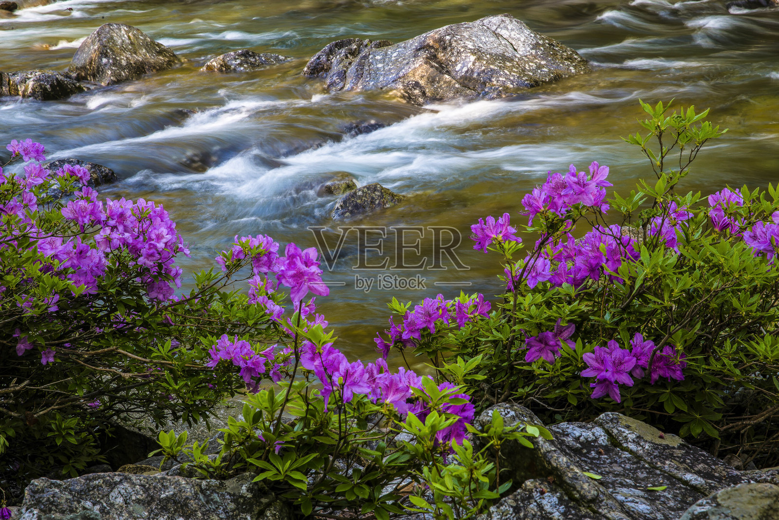 在山谷的水边盛开的杜鹃花照片摄影图片