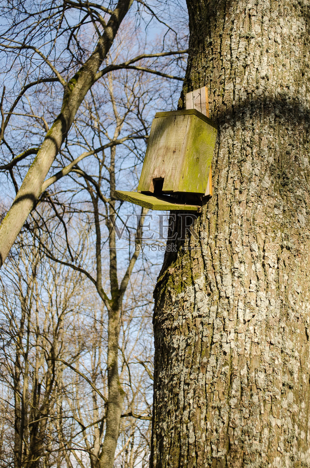 树栖鸟笼，春日阳光灿烂照片摄影图片