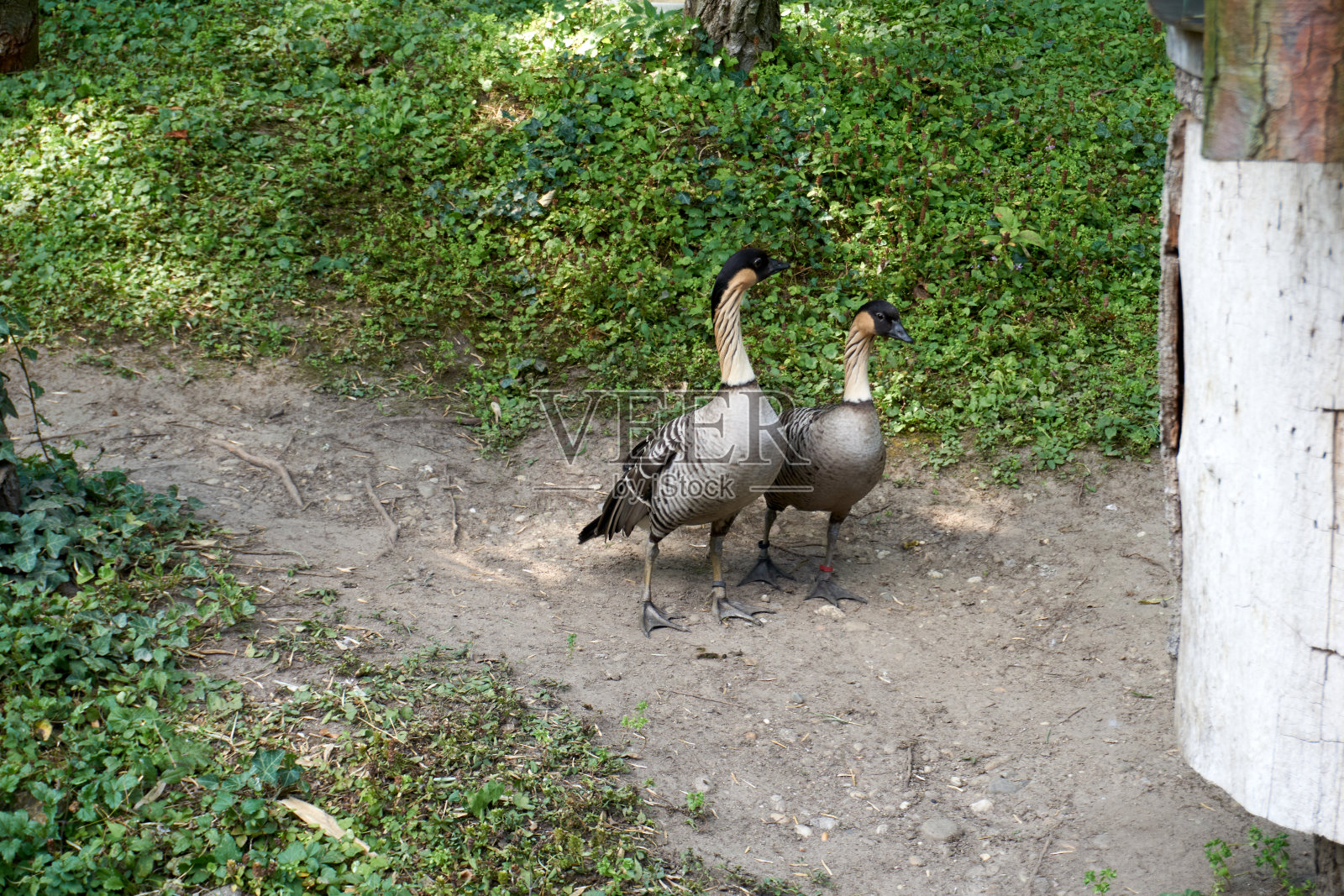 一对鹅的特写镜头照片摄影图片