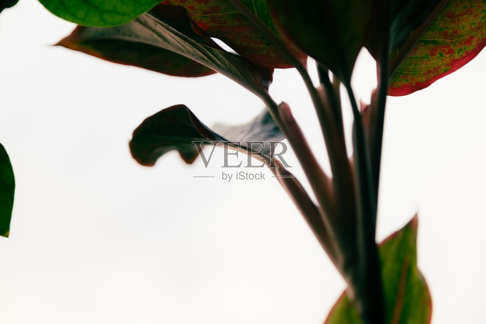 植物的分枝与白色的天空背景照片摄影图片