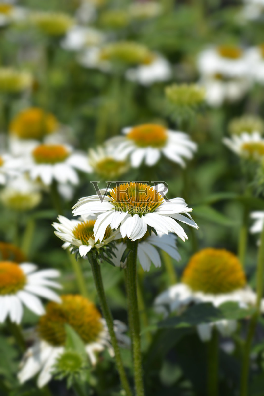 白色的松果菊阿尔巴照片摄影图片