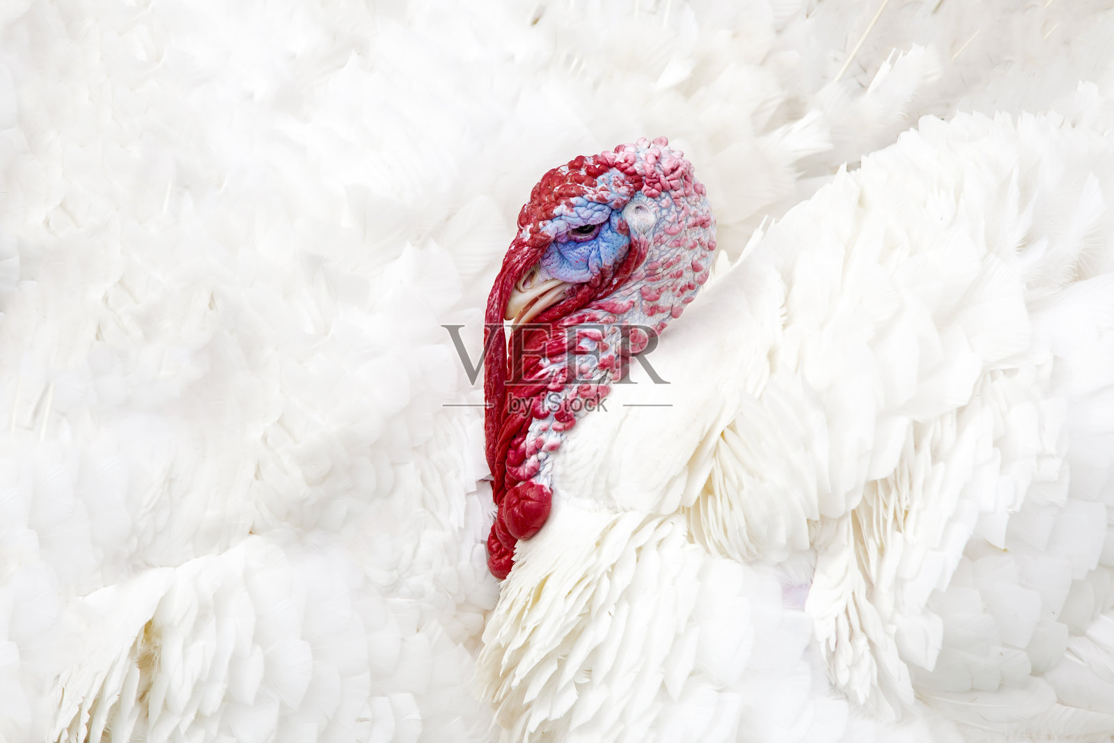 国内白色火鸡头像与全框架羽毛接近背景纹理照片摄影图片