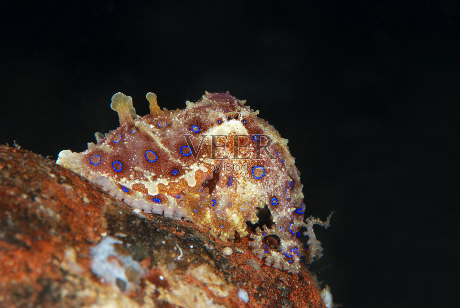 一种罕见的有毒章鱼。照片摄影图片