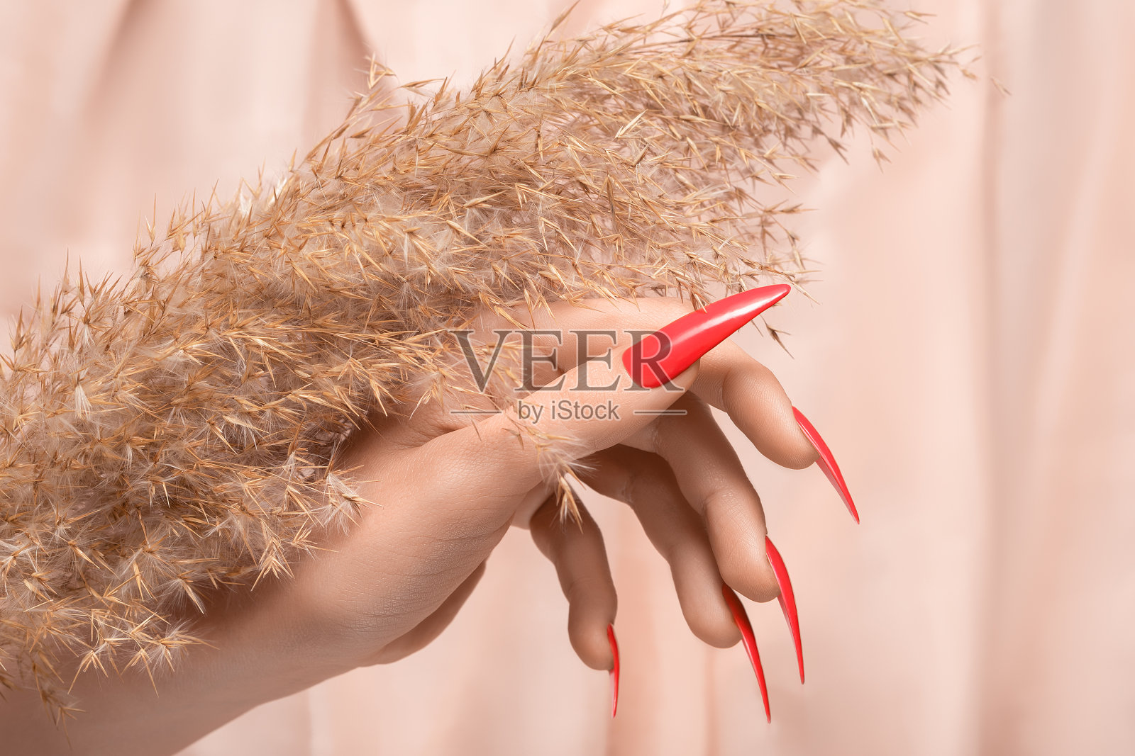 女性手与红色细高跟鞋指甲设计。长指甲修指甲。女人手用干米色芦苇植物。照片摄影图片