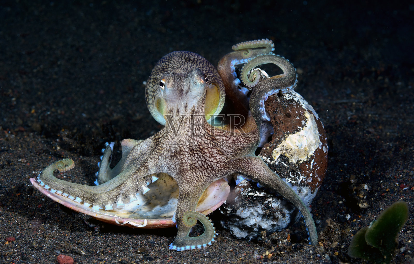 聪明的章鱼。照片摄影图片