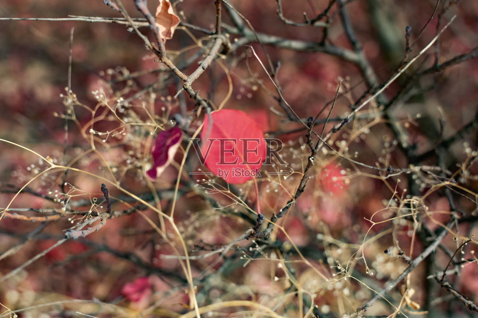 秋天的树叶颜色异常美丽，有粉红色和红色的色调，在干燥的黄色植被的背景下，有一个有趣的背景和纹理照片摄影图片