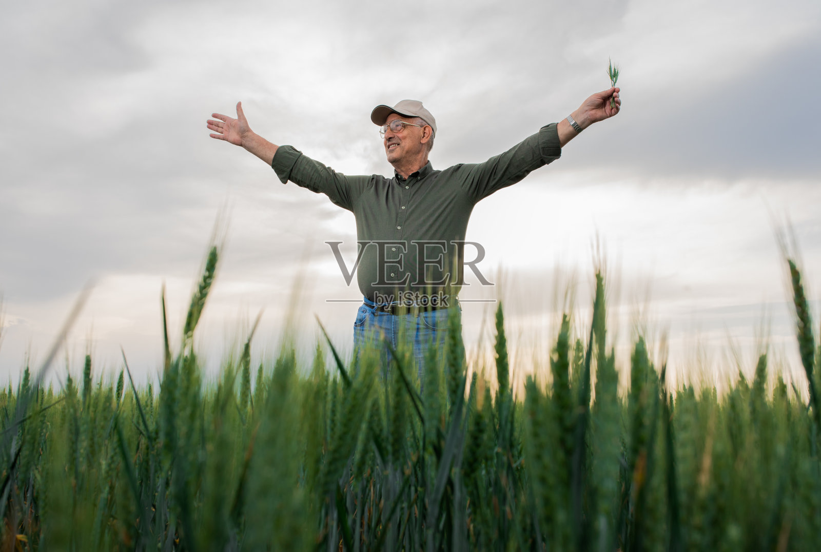 一位年长的农民站在麦田里，张开双臂。照片摄影图片