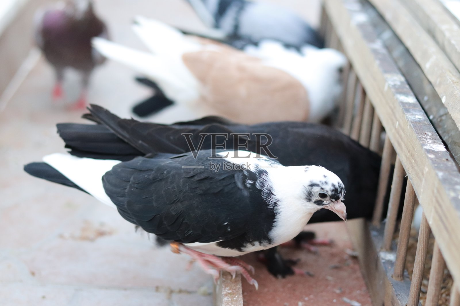 鸽子的生活照片摄影图片