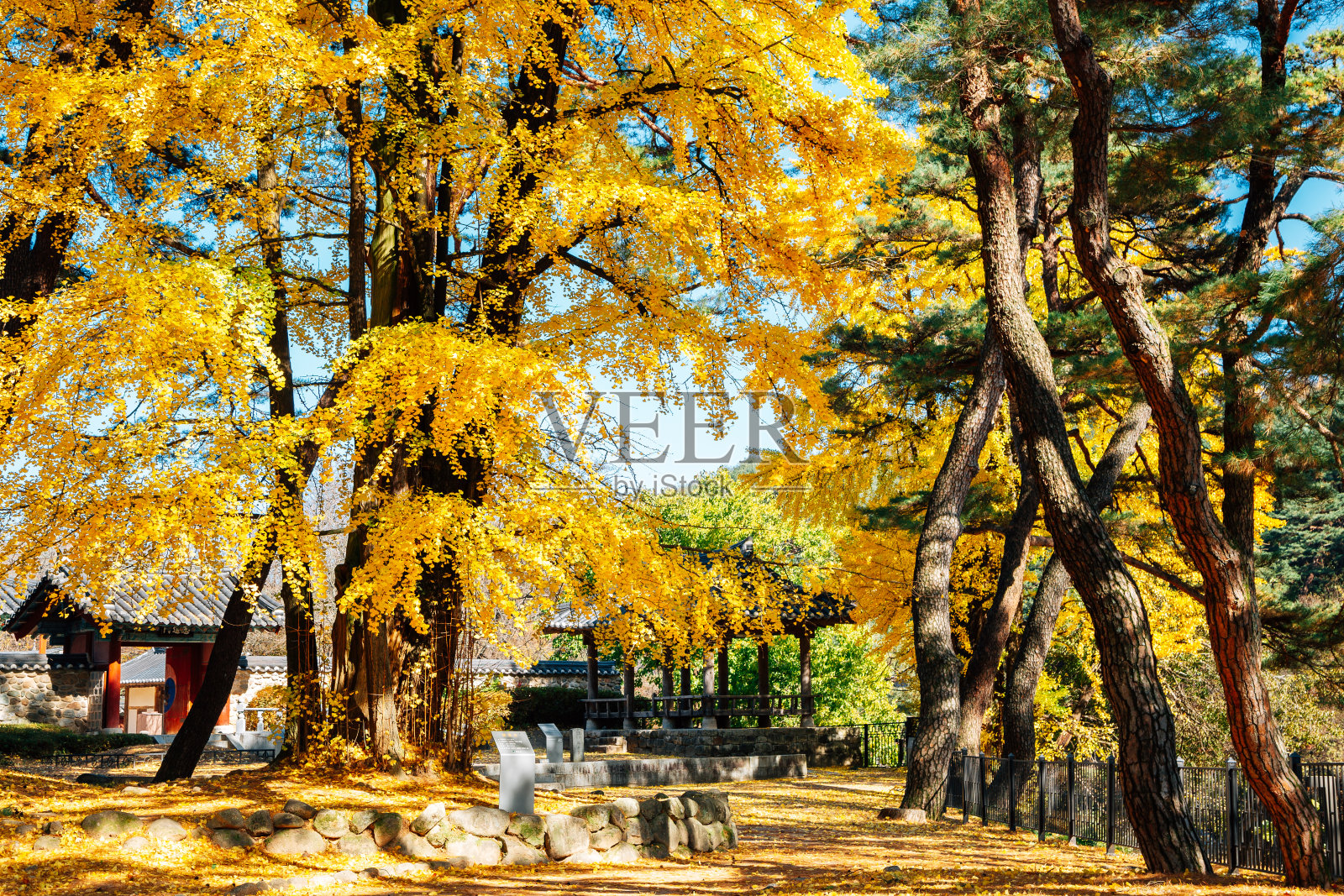 韩国荣州寿书院的秋天照片摄影图片