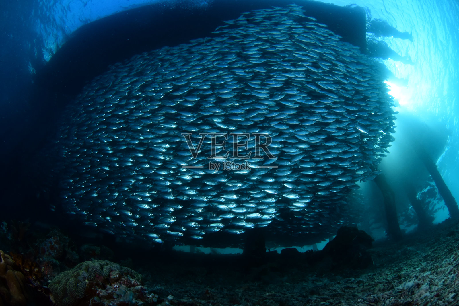 拉贾·安帕特令人惊叹的海洋生活。照片摄影图片