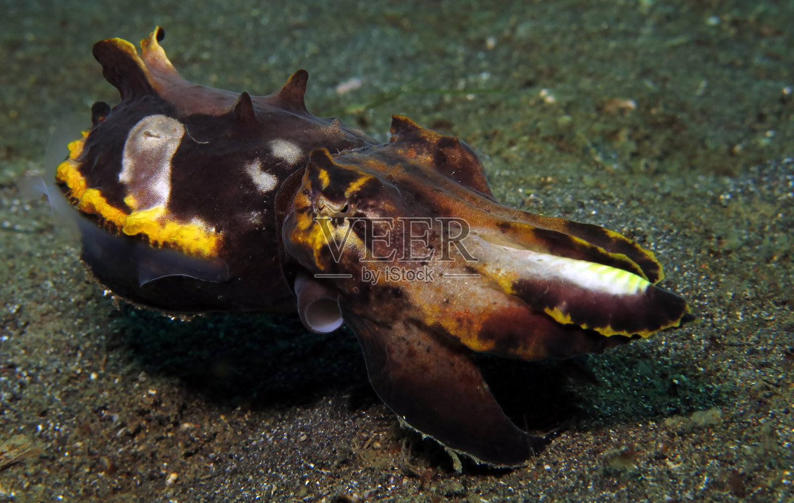 罕见的墨鱼。照片摄影图片