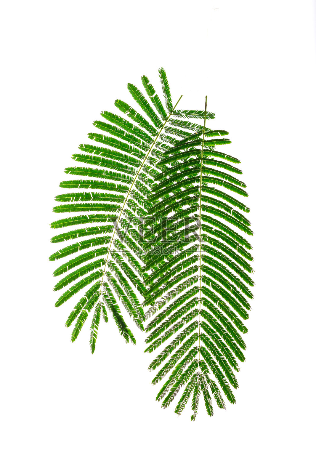 新鲜的绿色叶子看起来像沿着大叶柄的小叶子。绿色的叶子孤立在白色的背景照片摄影图片