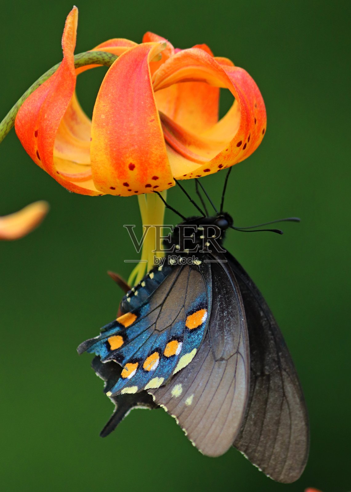 虎百合上的燕尾蝶。照片摄影图片