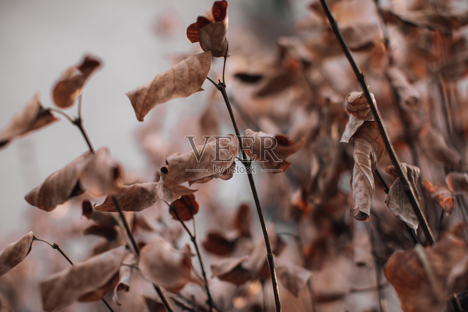 枯黄的秋叶在米色模糊的背景。秋天的心情和大自然的细节。本空间照片摄影图片