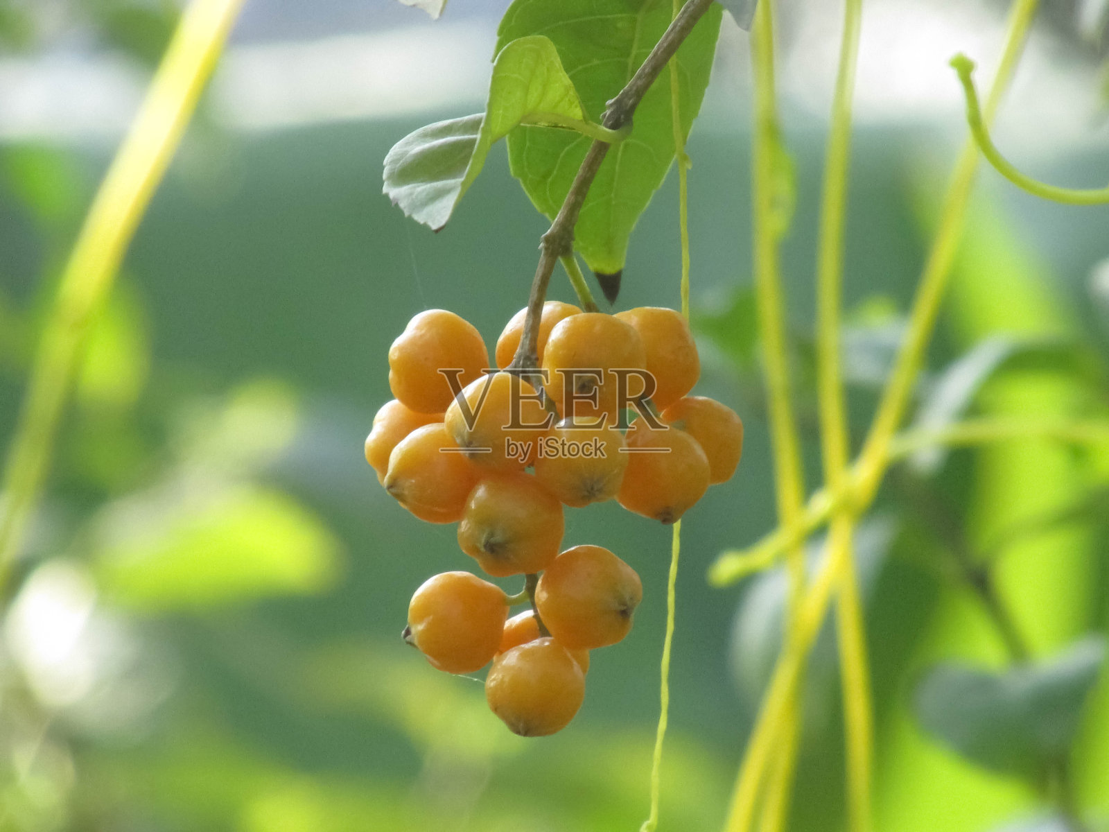 天花黄果的杜兰塔上的小贩照片摄影图片