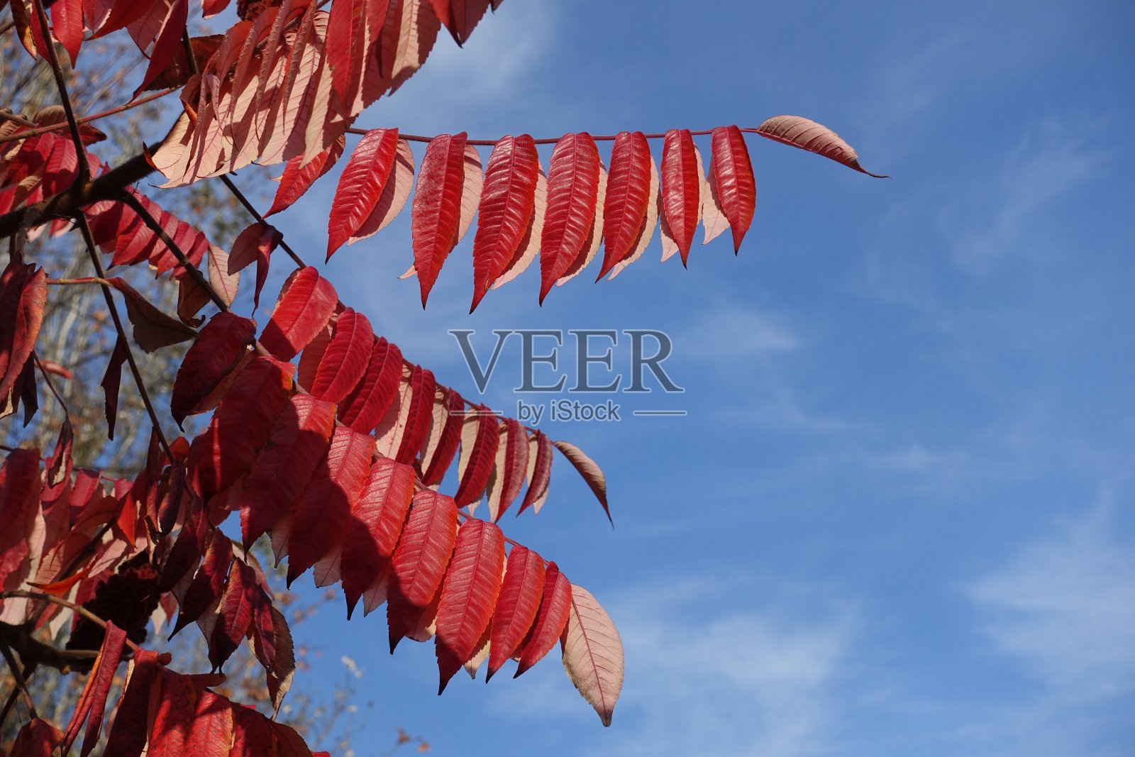 十月中旬，模糊的天空和红色的落叶照片摄影图片