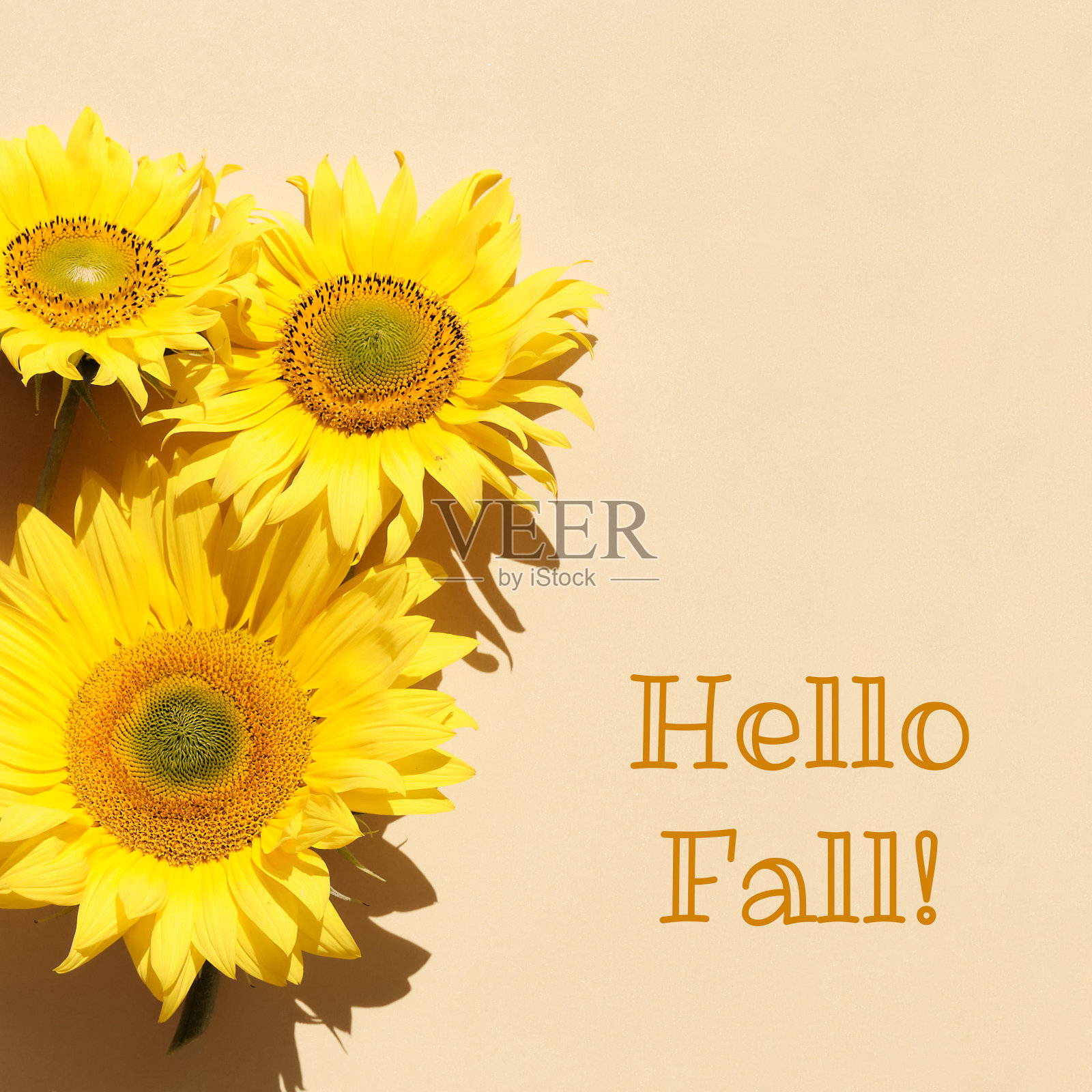 你好，秋天，文字与向日葵在广场平躺。米色，黄色纸背景。简单的激励秋天照片摄影图片