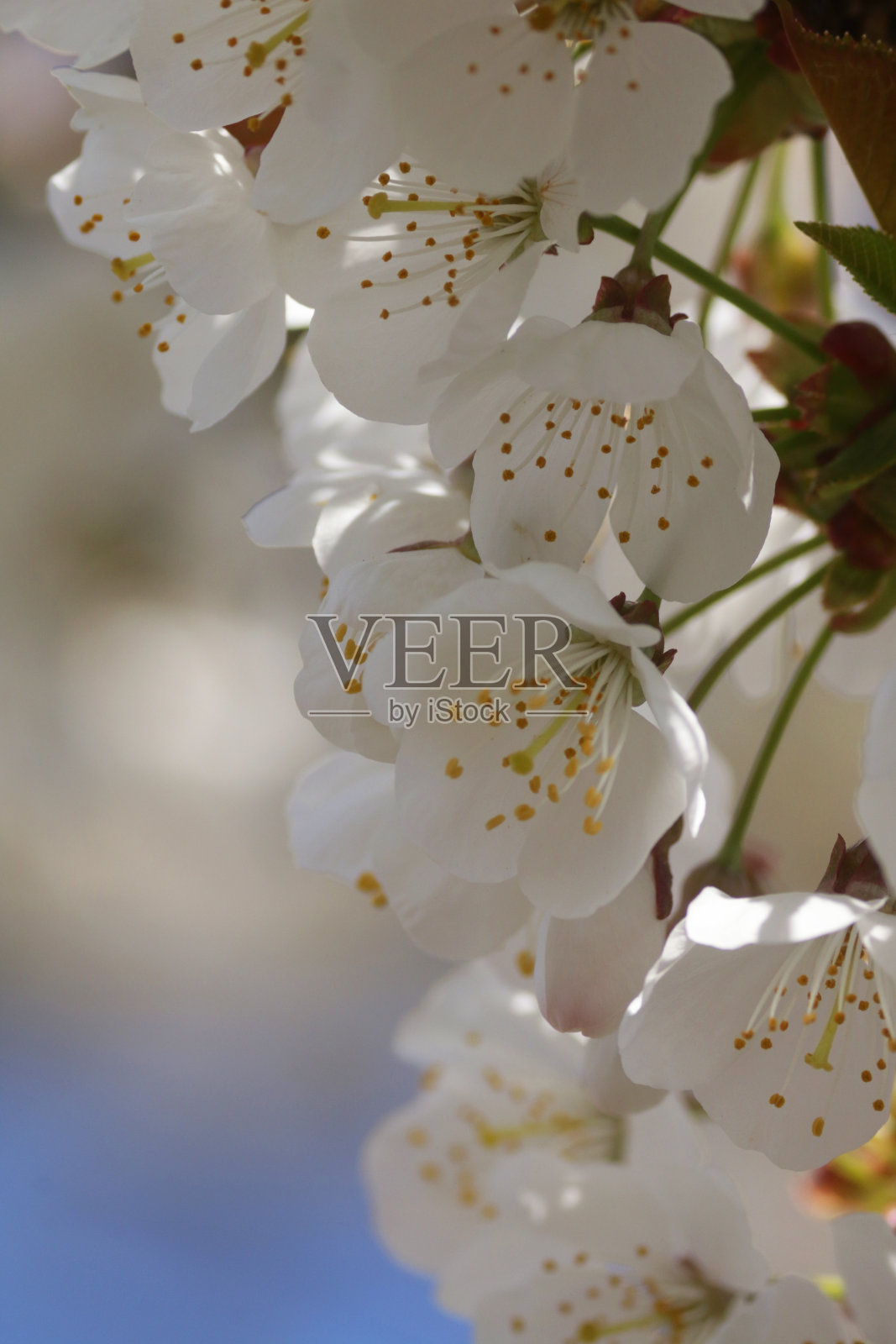 满载的山楂(苹果)树的树枝满是白色的春天的花朵，清晰的蓝色天空的背景照片摄影图片