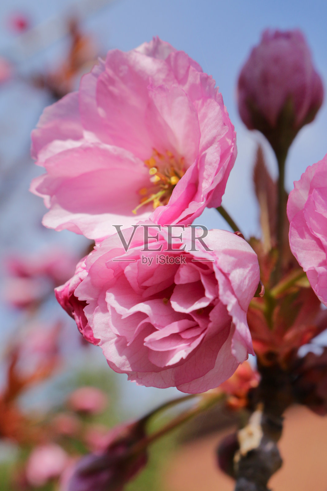 满载的樱桃(李树)树枝满是粉红色的春天花朵和蓓蕾，清晰的蓝色天空背景照片摄影图片