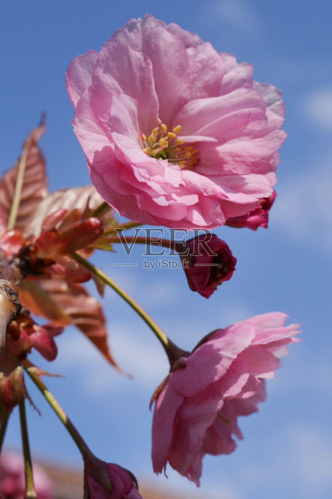 满载的樱桃(李树)树枝满是粉红色的春天花朵，清澈的蓝天背景照片摄影图片