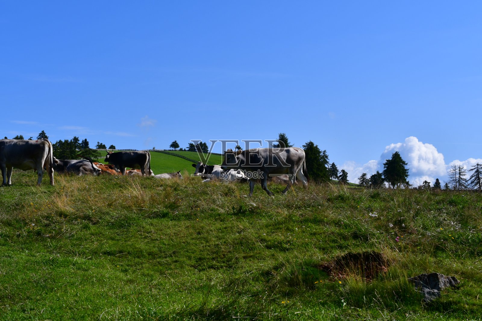 在南蒂罗尔美丽的风景后面草地上的奶牛照片摄影图片