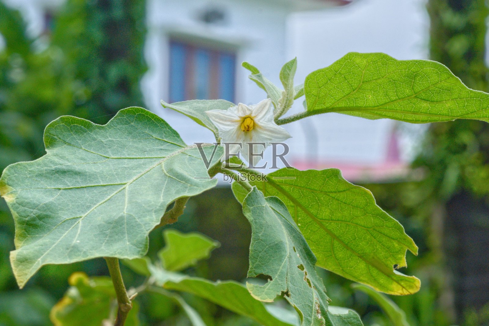 有机茄子白花照片摄影图片