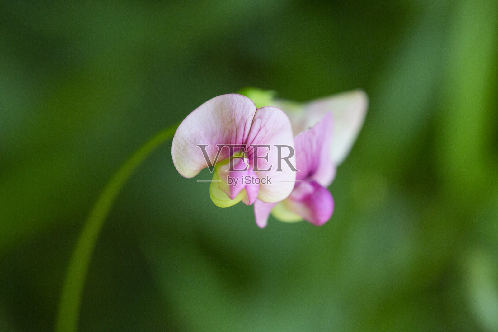开着花的长叶豌豆草照片摄影图片