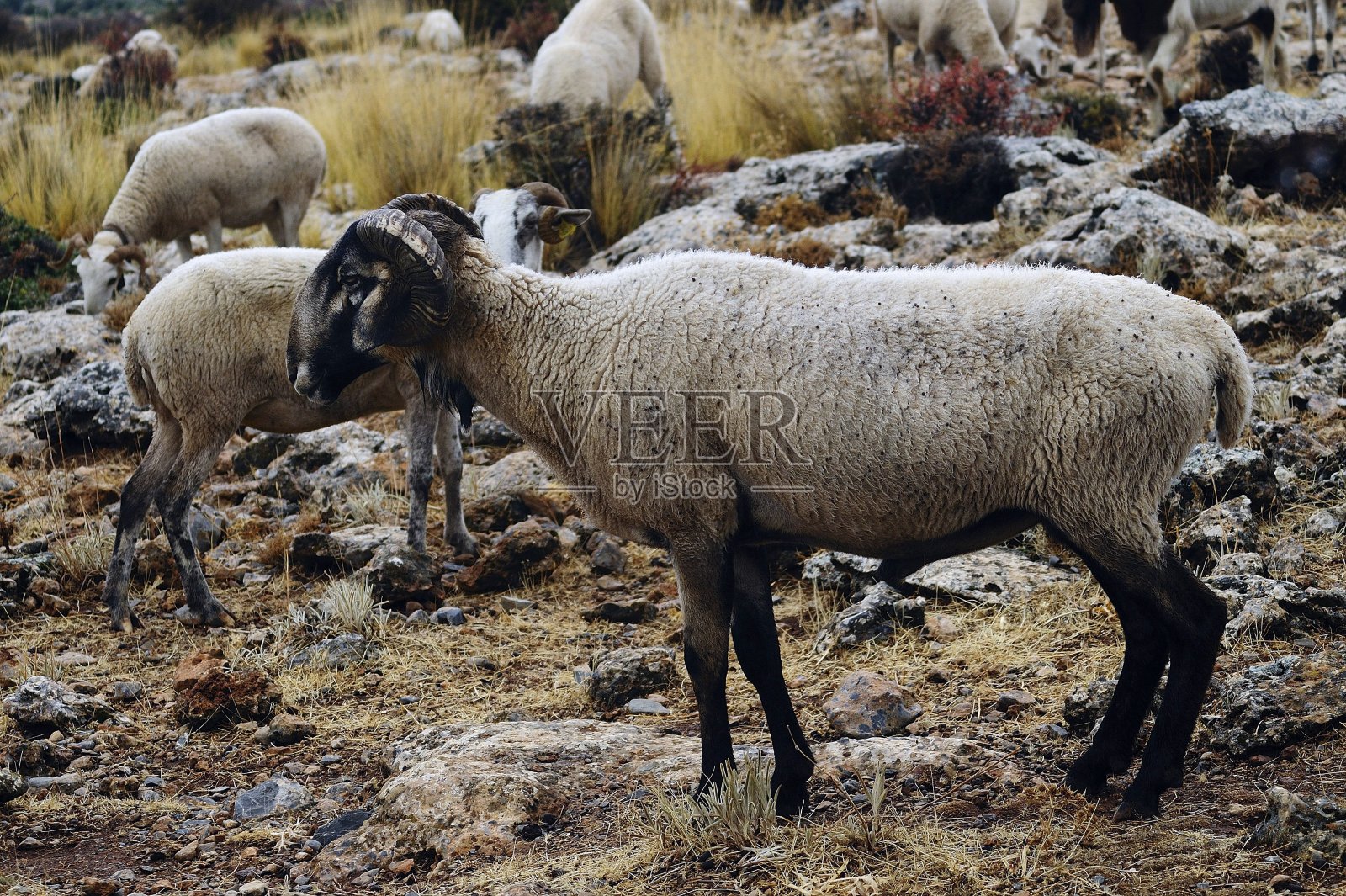 在他们的环境中的家畜照片摄影图片