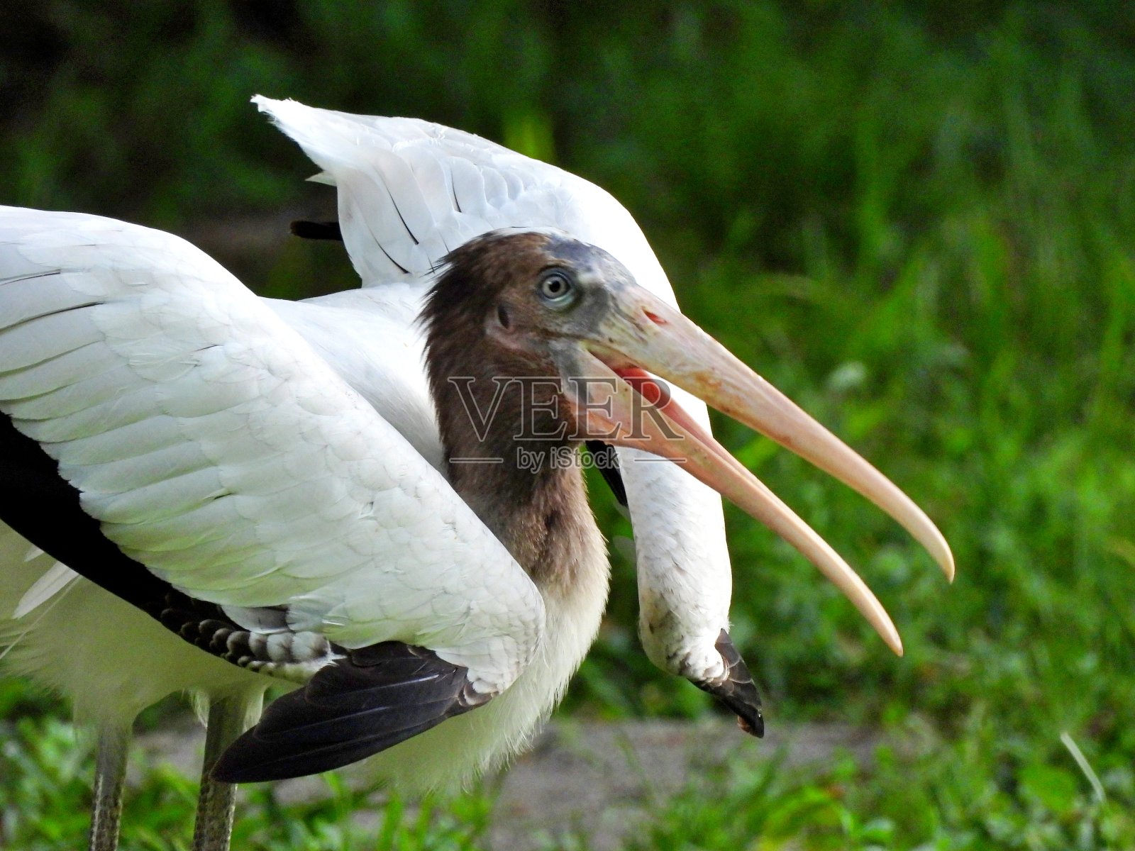 木鹳(美洲Mycteria americana)少年，肖像照片摄影图片