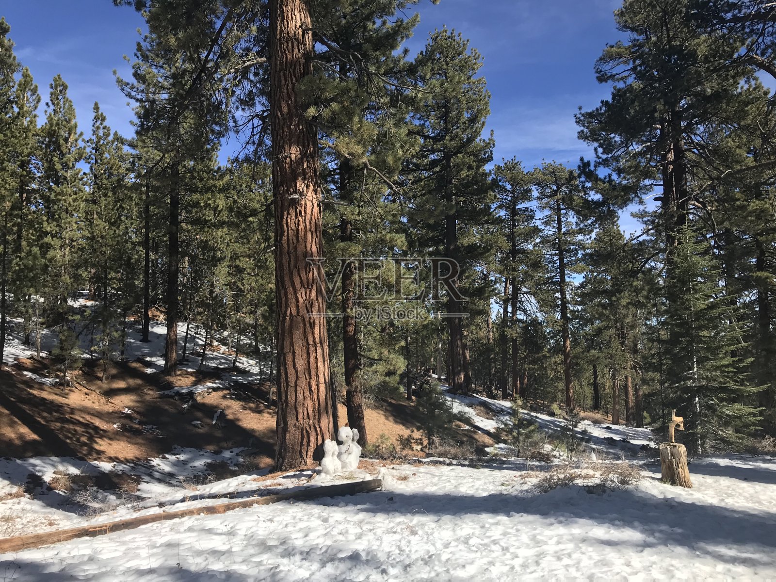 雪中的红杉松树照片摄影图片