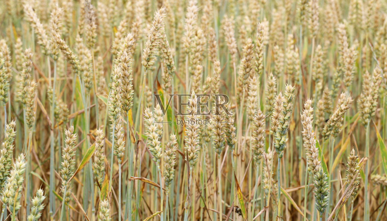 用来做面包的田地和谷物。照片摄影图片