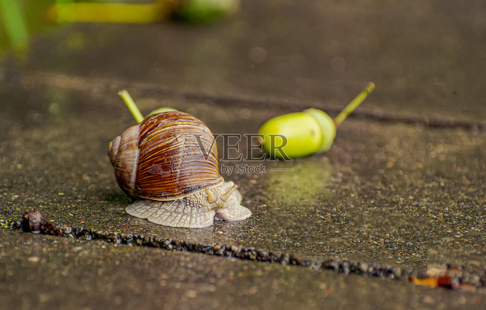 大蜗牛在从河流到森林的路上穿过一个混凝土障碍。照片摄影图片