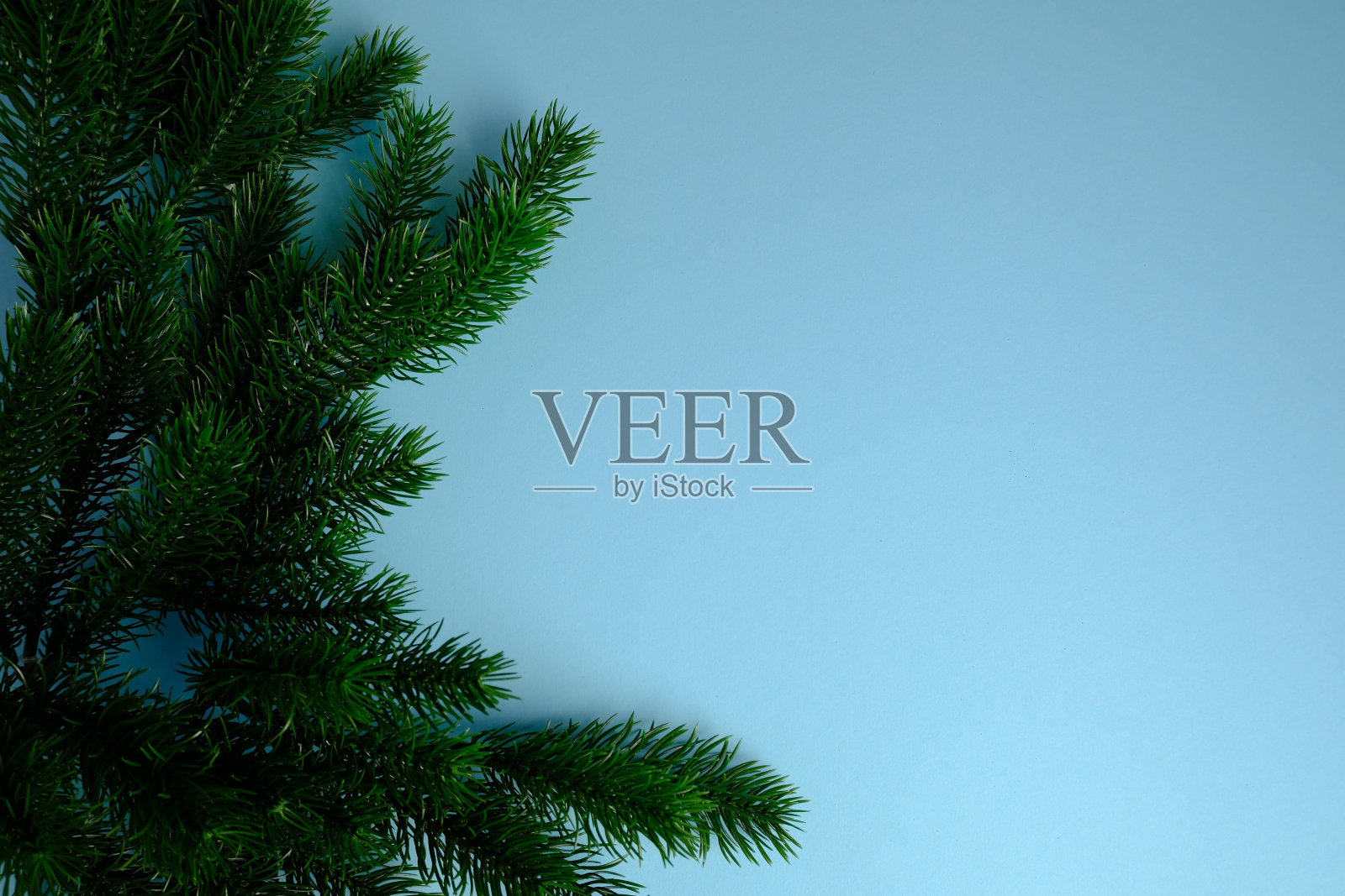 蓝色背景上的圣诞树。照片摄影图片