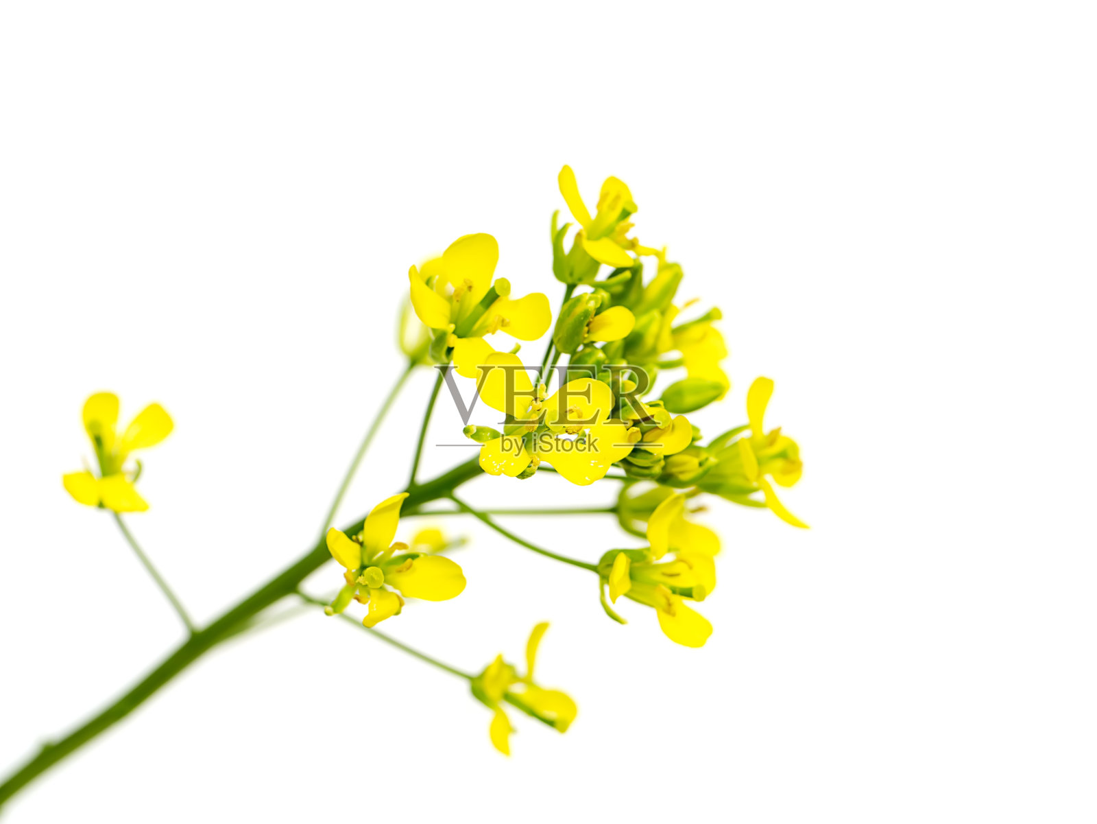 闭合黄色的油菜花照片摄影图片