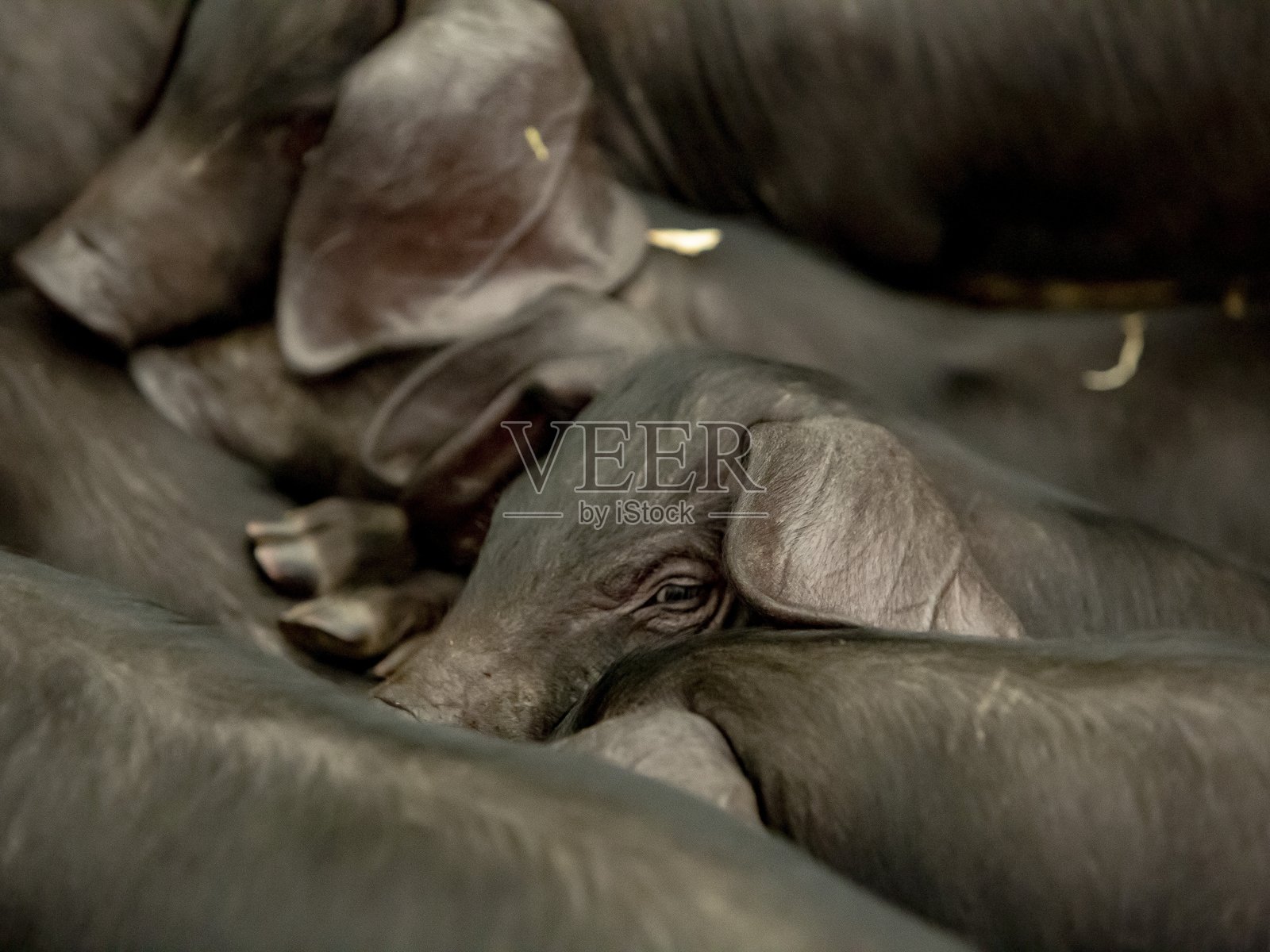 饥饿的斯拉夫人小猪正在哺乳。照片摄影图片