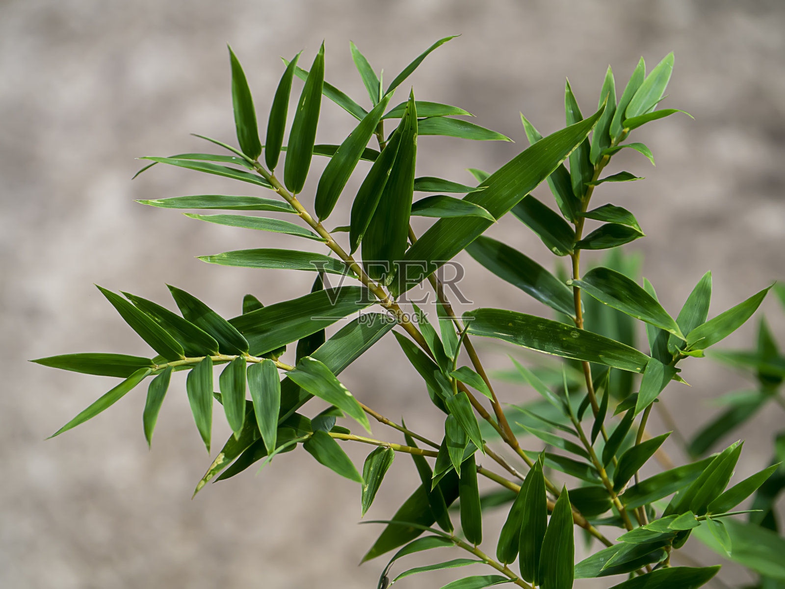 新鲜的竹叶与模糊的背景。照片摄影图片