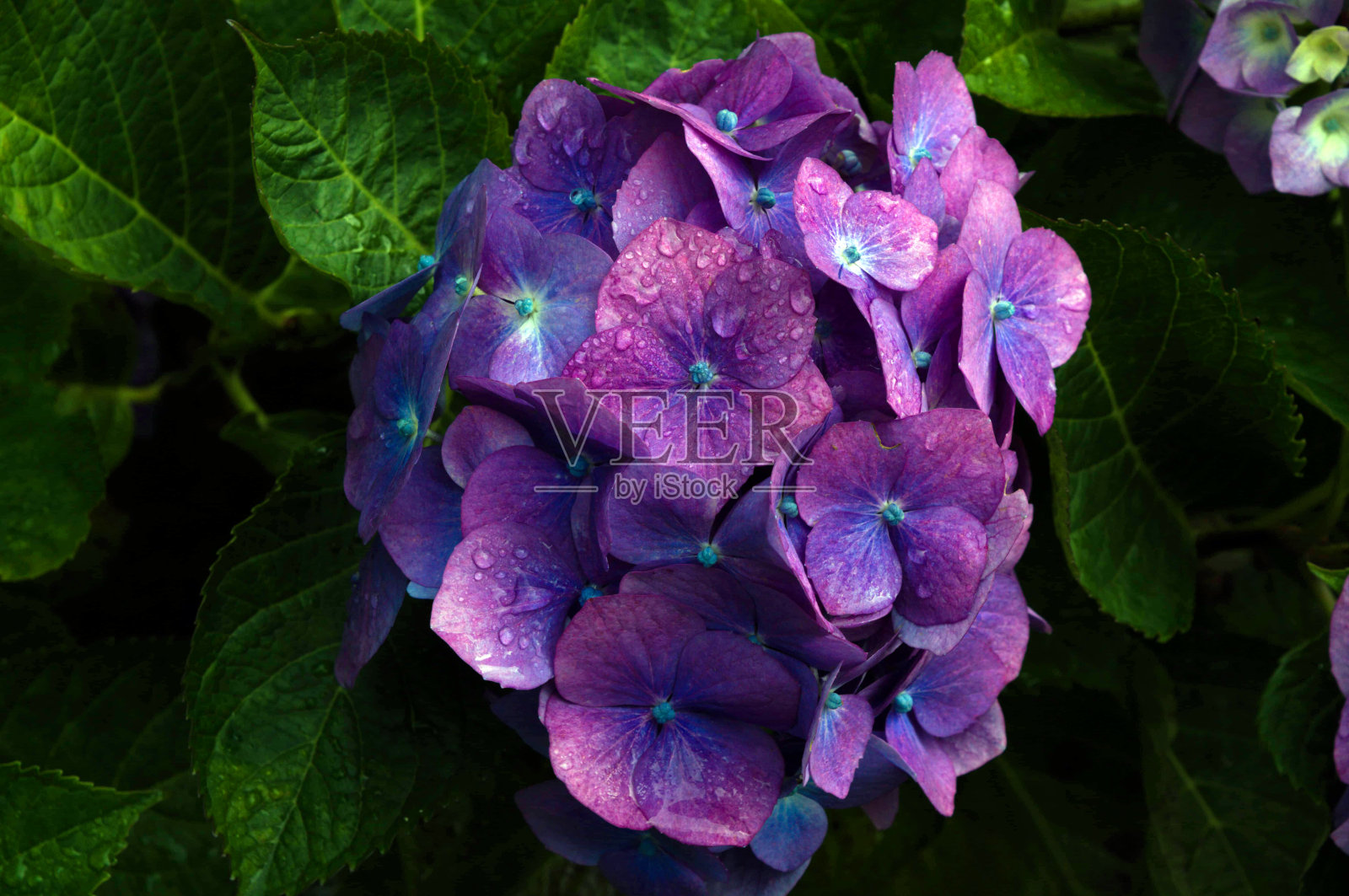 静物画照片摄影图片