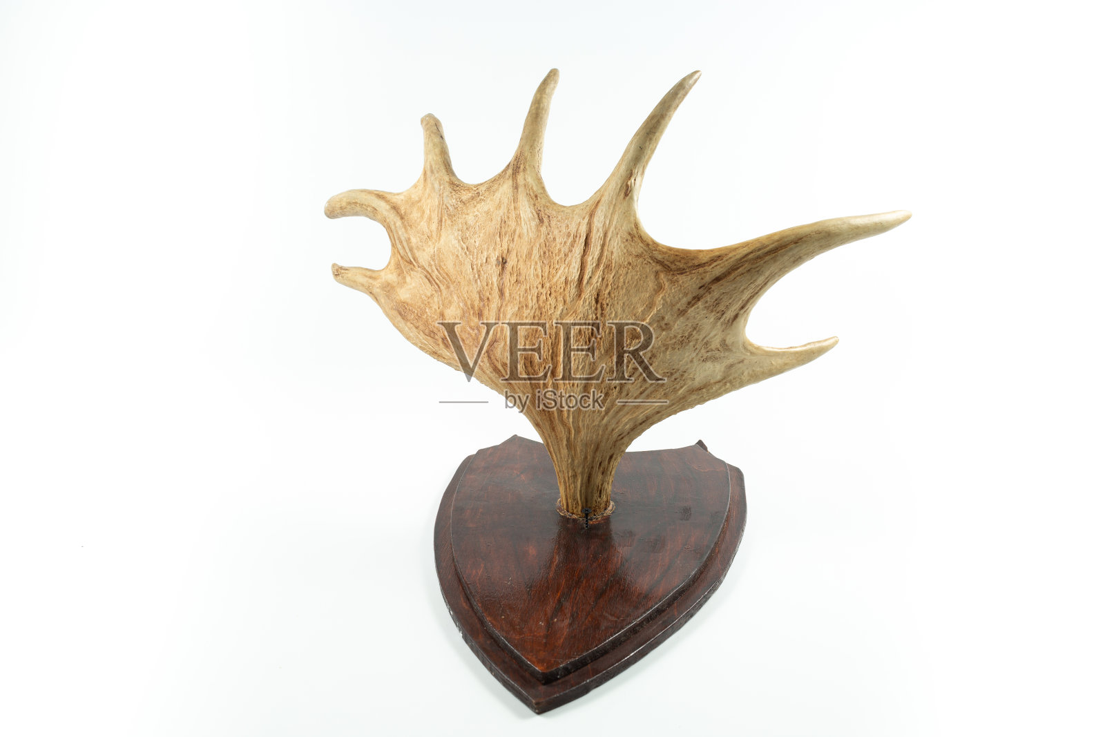 白尾鹿的角孤立在白色上照片摄影图片