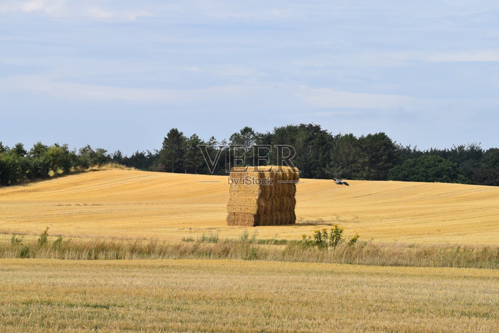 有一堆稻草和一只飞翔的苍鹭的残茬田。照片摄影图片