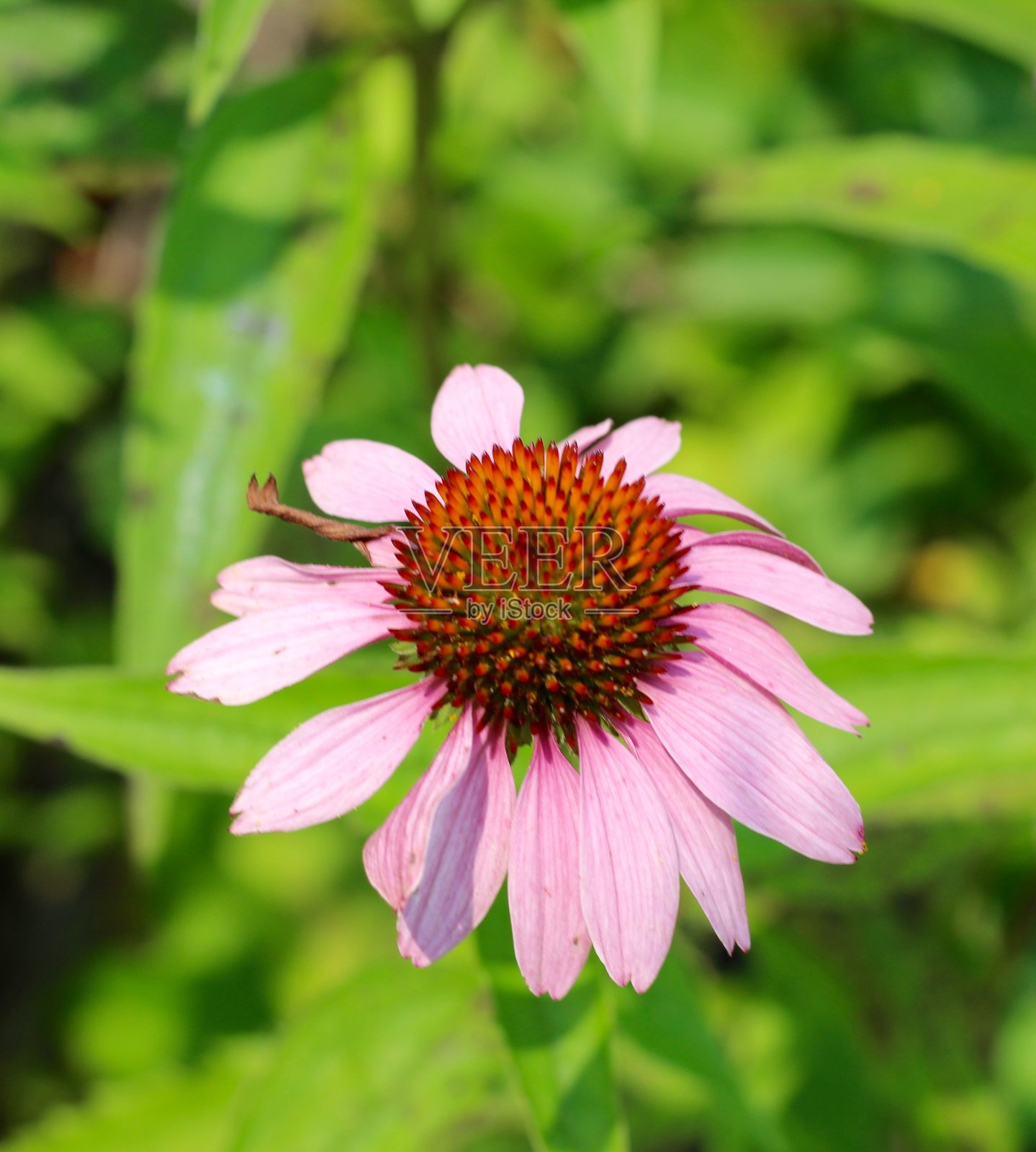 粉红色的松果菊照片摄影图片