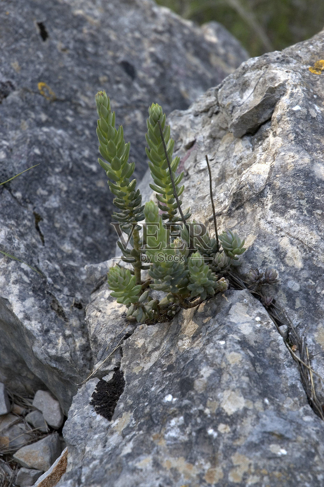 长在岩石之间的肉质植物照片摄影图片