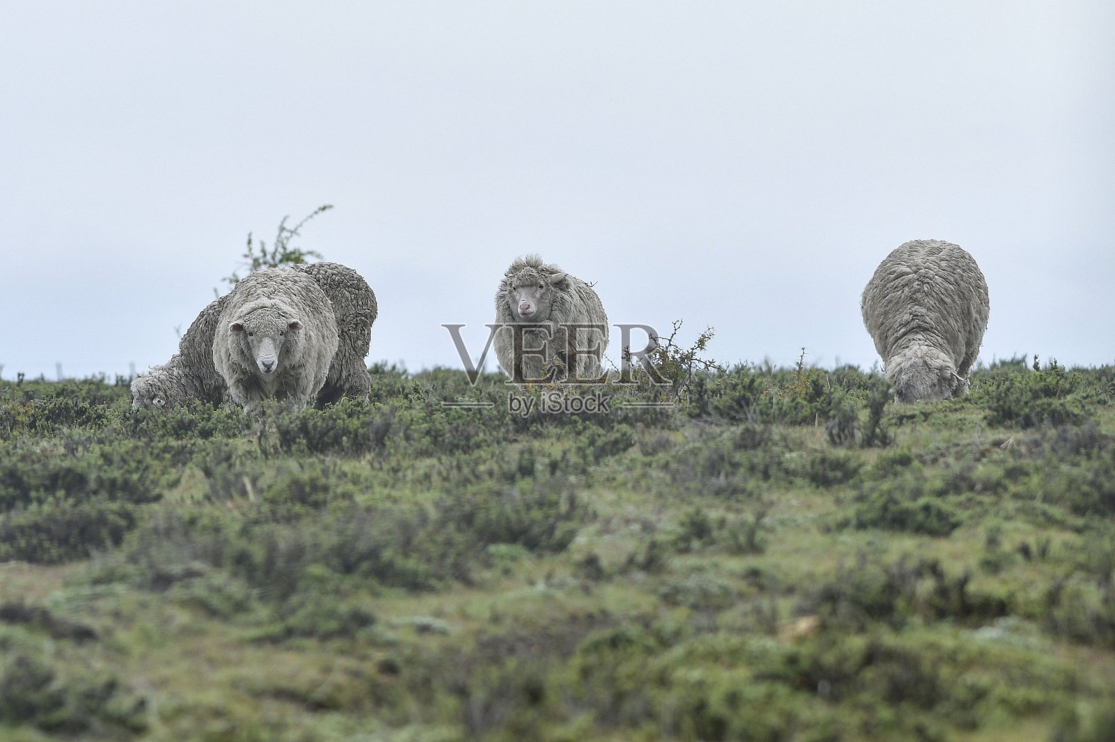 在草原上吃草的巴塔哥尼亚羊。照片摄影图片