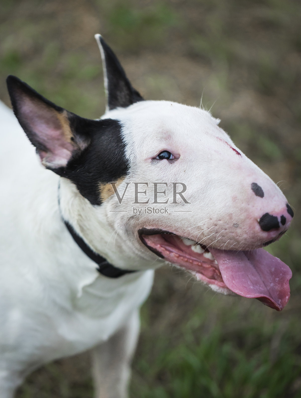 斗牛梗版照片摄影图片